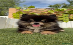 Pomerania perros en venta: POMERANIA HEMBRA LISTA PARA ENTREGAR - Imagen 3
