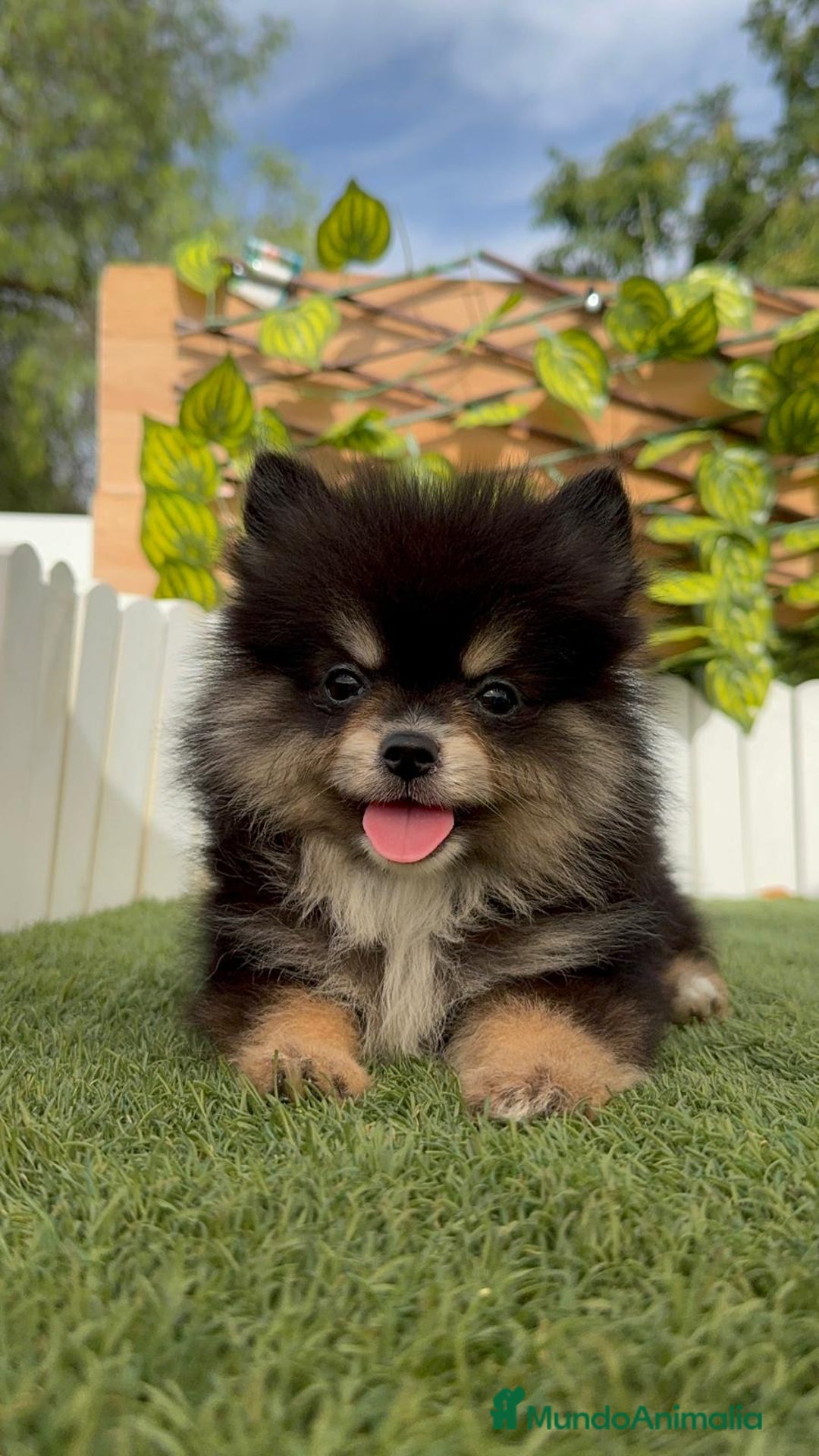 Pomerania perros en venta: POMERANIA HEMBRA LISTA PARA ENTREGAR - Imagen 3
