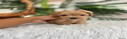 Maltipoo perros en venta: MALTIPOO HEMBRA - Anuncio 7