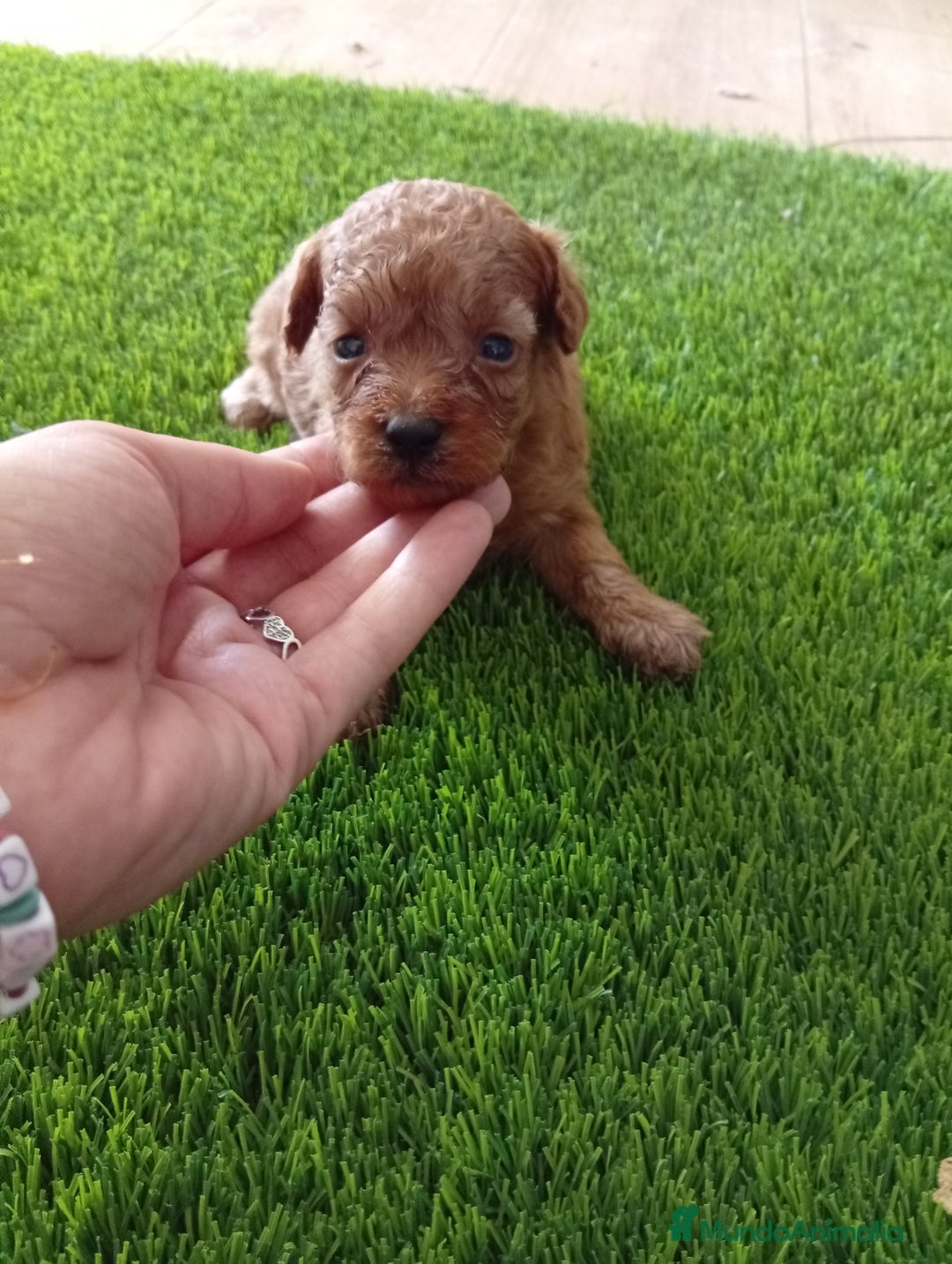 Maltipoo perros en venta: PRECIOSO EJEMPLAR MALTIPOO 90% CANICHE - Imagen 1