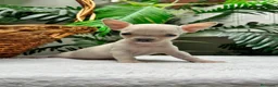 Chihuahua perros en venta: CHIHUAHUA MACHO - Anuncio 13