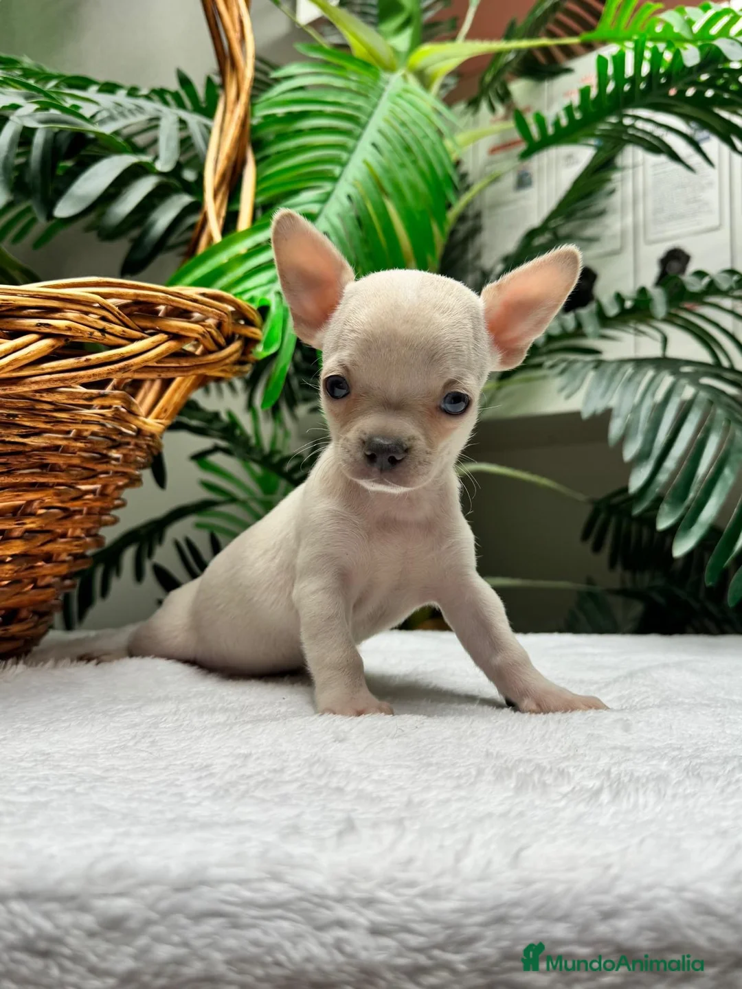 Chihuahua perros en venta: CHIHUAHUA MACHO - Anuncio 13