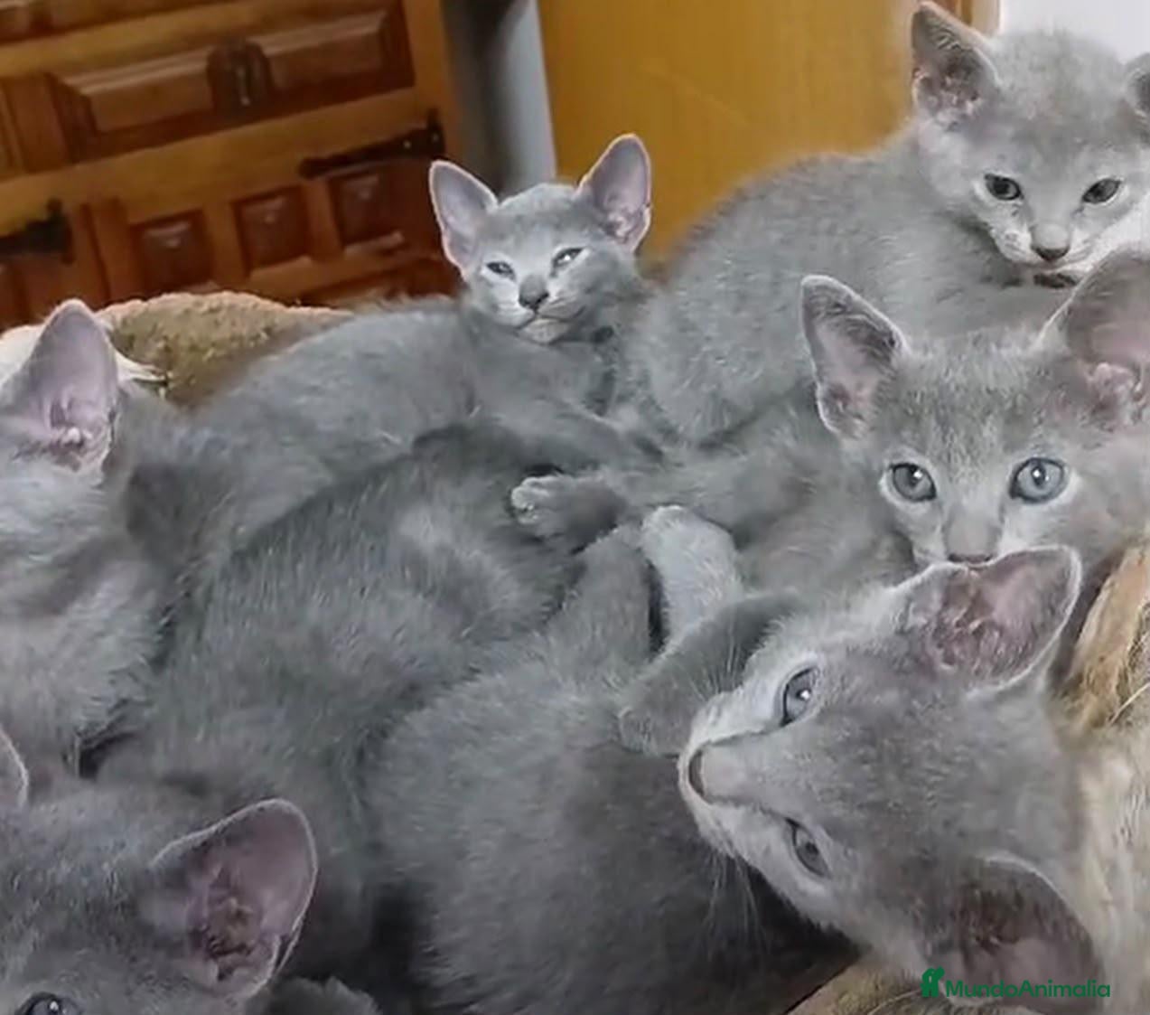 Azul Ruso gatos en venta: Camada de azul ruso - Anuncio 4