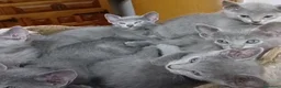 Azul Ruso gatos en venta: Camada de azul ruso - Anuncio 1