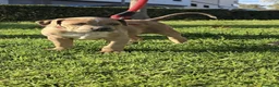 American Bully perros en venta: American Bully - Anuncio 5