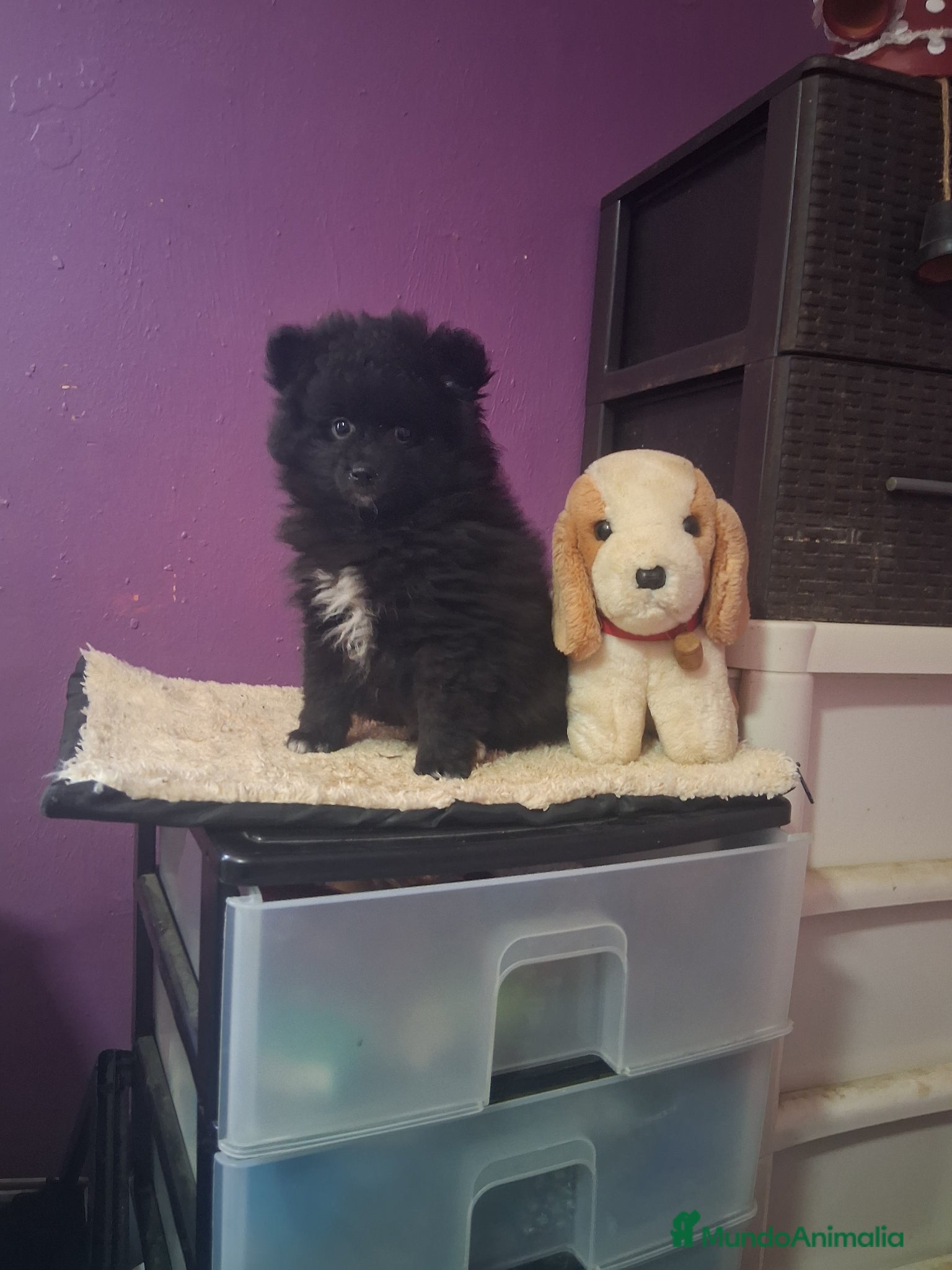 Pomerania perros Pomeranea  - Anuncio 3