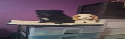 Pomerania perros en venta: Pomeranea  - Anuncio 1