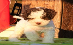 Perro de Agua Portugués perros en venta: LAGOTTO ROMAGNOLO - Imagen 6