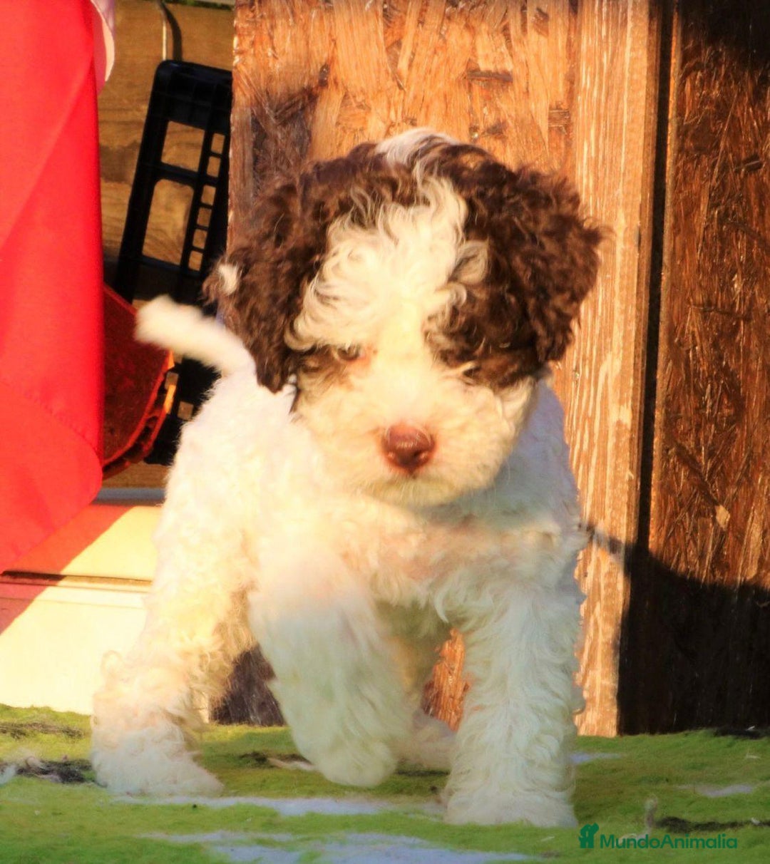 Perro de Agua Portugués perros en venta: LAGOTTO ROMAGNOLO - Imagen 6