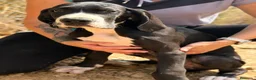 Dogo Alemán perros en venta: DOGO ALEMÁN ( GRAN DANÉS) - Anuncio 9