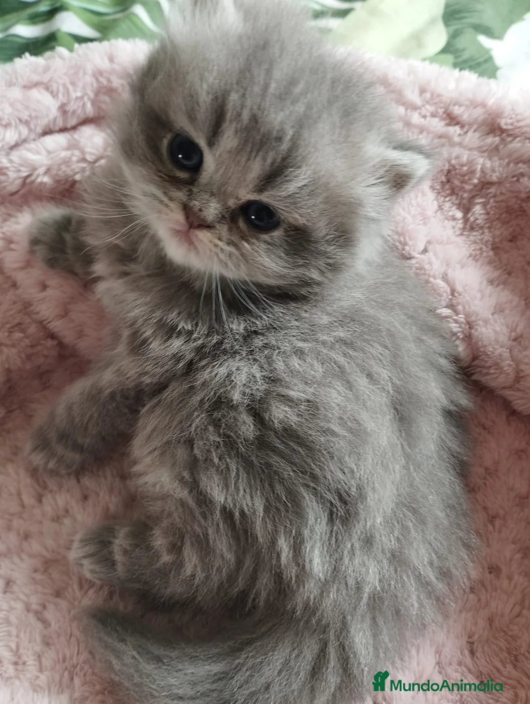 Persa gatos en venta: PERSA HEMBRA BLUE en Madrid - Anuncio 4