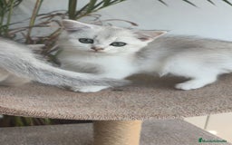 Británico de Pelo Corto gatos en venta: British Silver Chinchilla  - Imagen 1
