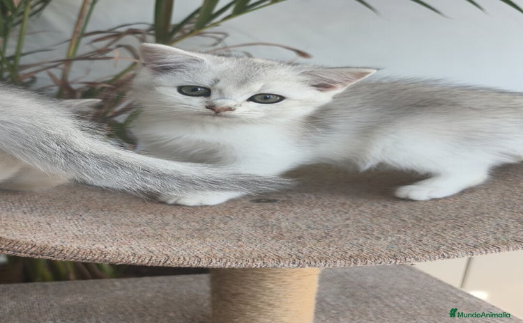 Británico de Pelo Corto gatos - Anuncio 2