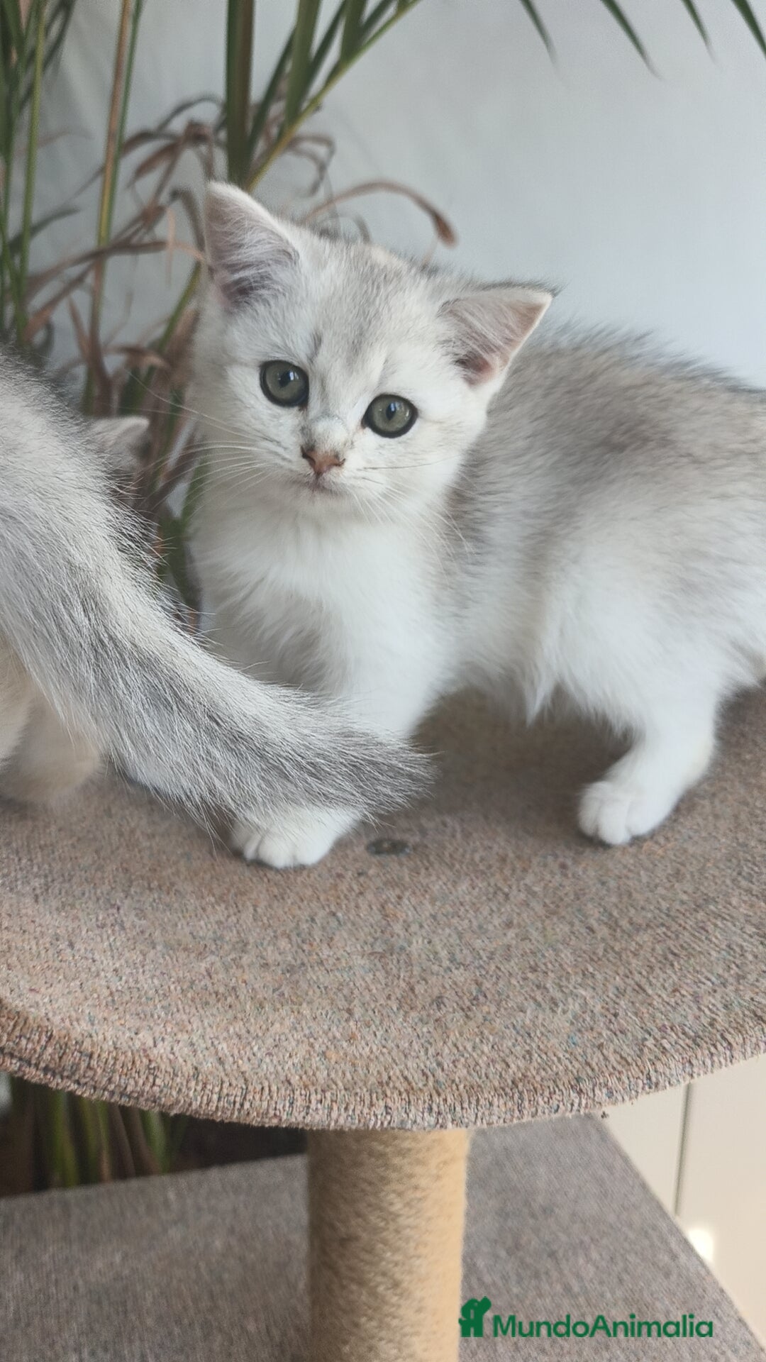 Británico de Pelo Corto gatos en venta: British Silver Chinchilla  - Imagen 1
