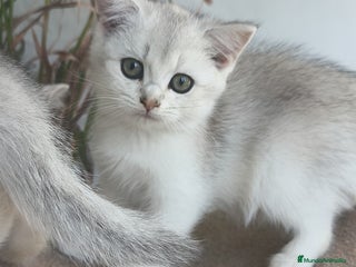 Británico de Pelo Corto gatos - Anuncio 11