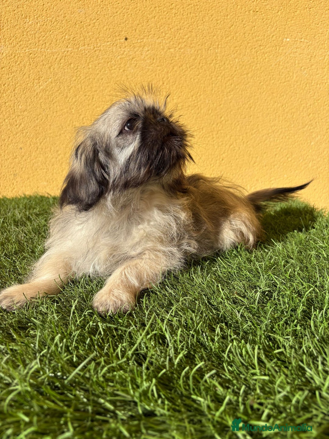 Pekinés perros en venta: pekinesa imperial hembra muy peluda - Imagen 8