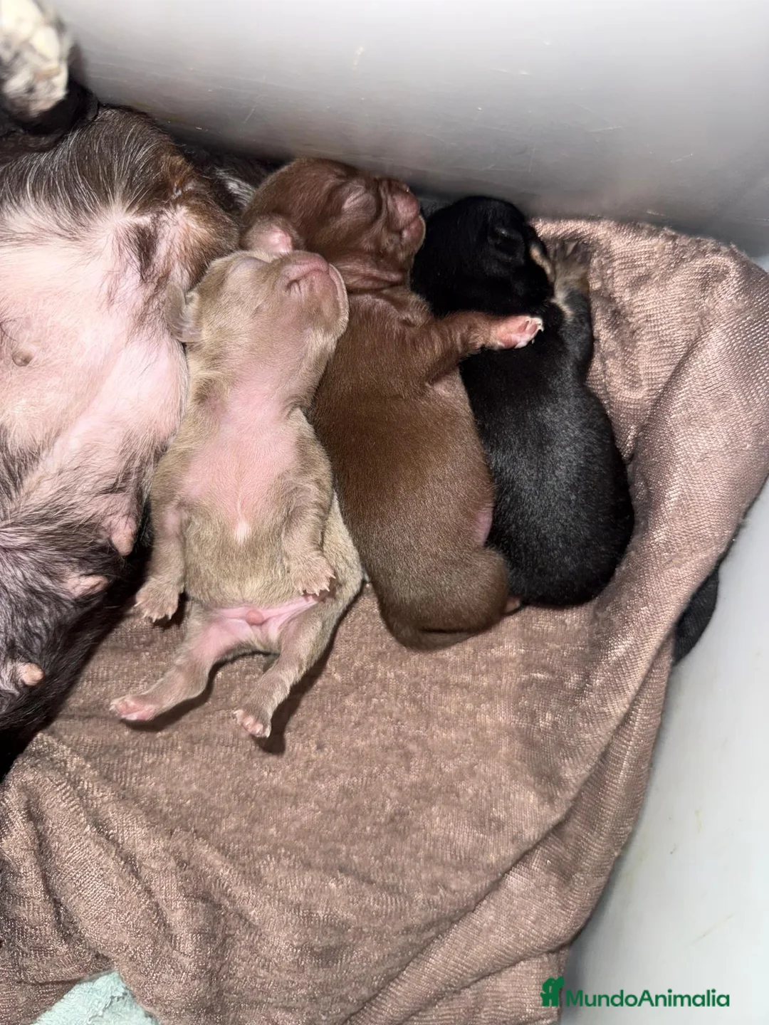 Chihuahua perros en venta: Machos chihuahuas exóticos rusos cabeza  manzana  - Anuncio 2