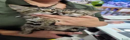 Raza Mixta gatos en venta: Mestizos de persa - Anuncio 1