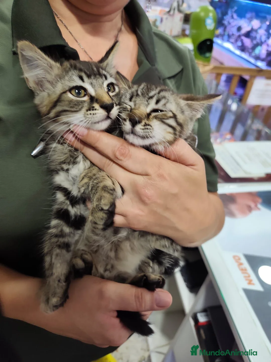 Raza Mixta gatos en venta: Mestizos de persa - Anuncio 1