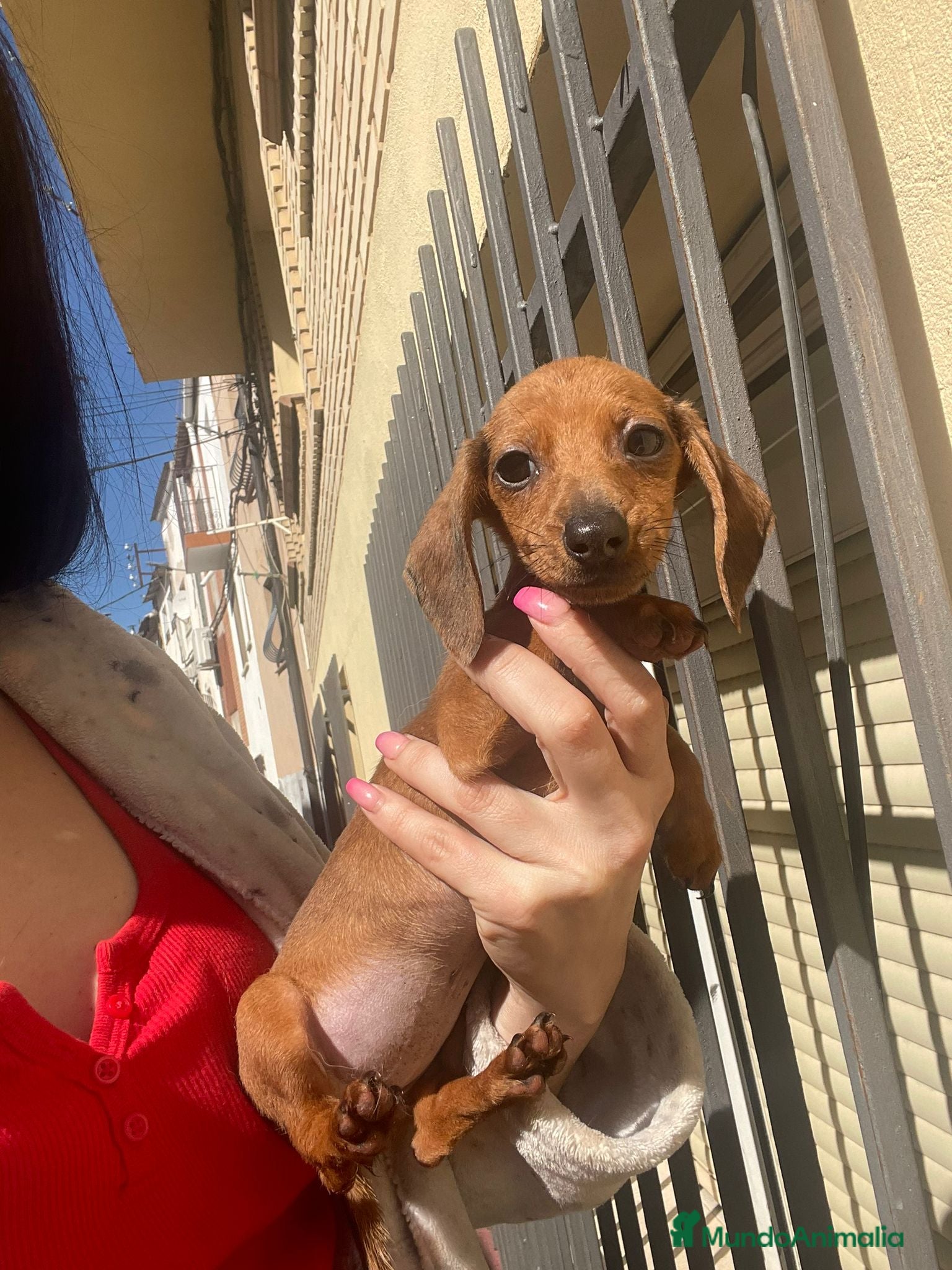 Teckel Miniatura perros Teckel última hembra  - Anuncio 26