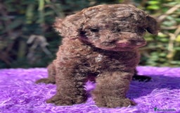 Perro de Agua Español perros en venta: Pdae chocolate  - Imagen 3