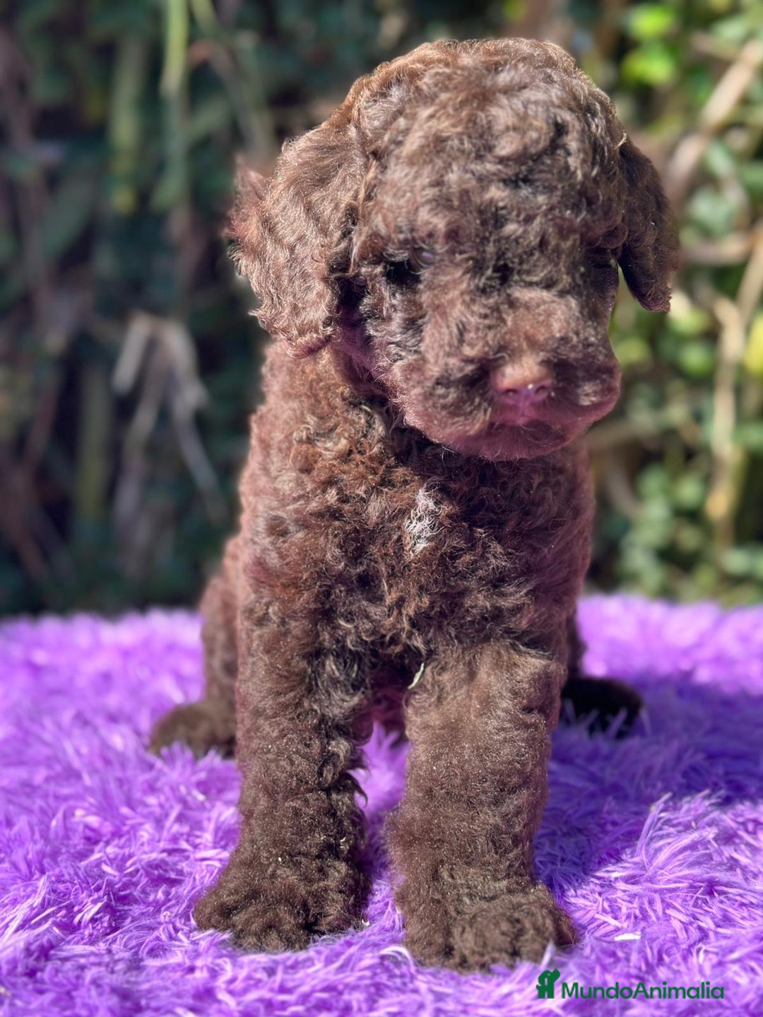 Perro de Agua Español perros en venta: Pdae chocolate  - Imagen 3