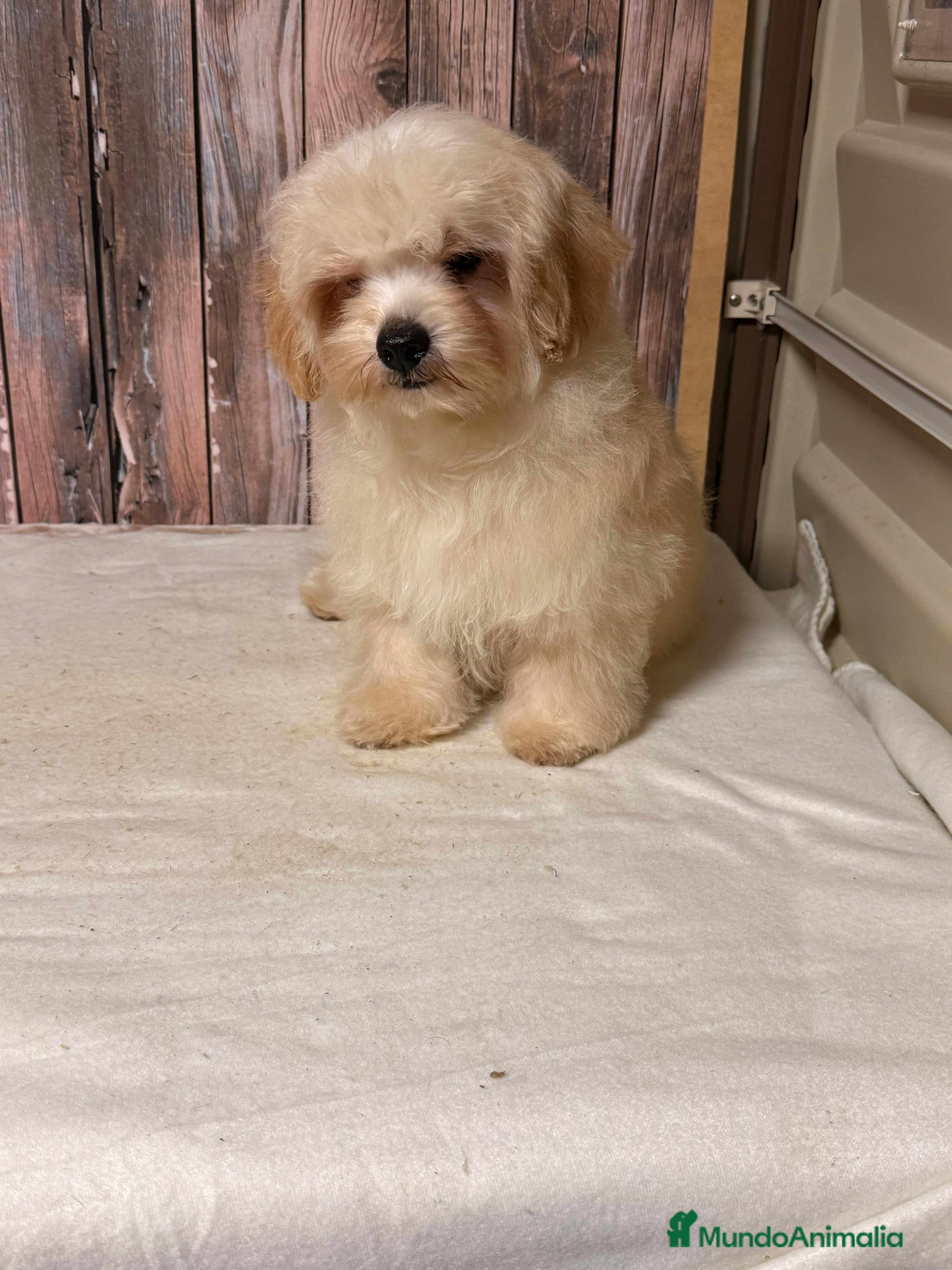 Maltipoo perros Maltipoo macho con 6 meses. - Anuncio 2