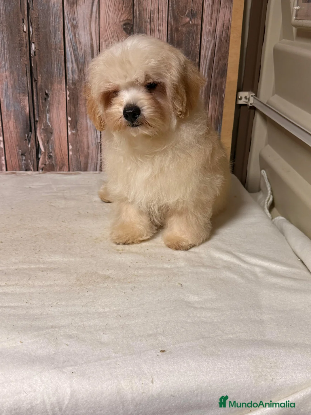 Maltipoo perros en venta: Maltipoo macho con 6 meses. - Anuncio 2
