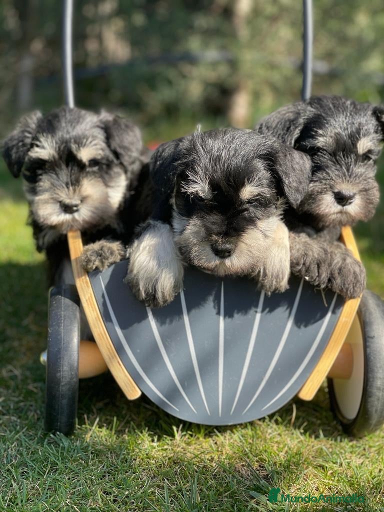 Schnauzer Miniatura perros Cachorros schnauzer miniatura  - Anuncio 1