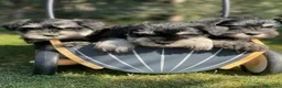 Schnauzer Miniatura perros en venta: Cachorros schnauzer miniatura  en Lérida - Anuncio 1