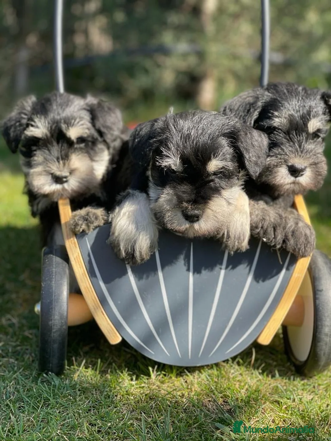 Schnauzer Miniatura perros en venta: Cachorros schnauzer miniatura  en Lérida - Anuncio 1