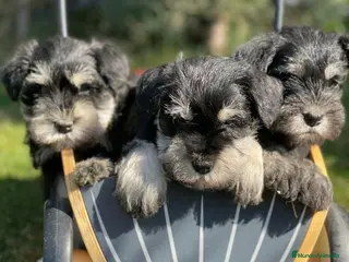 Schnauzer Miniatura perros Cachorros schnauzer miniatura - Anuncio 1