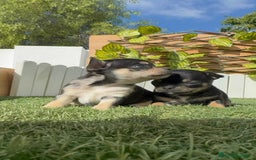 Chihuahua perros en venta: CHIHUAHUA-OJOS AZULES - Imagen 16
