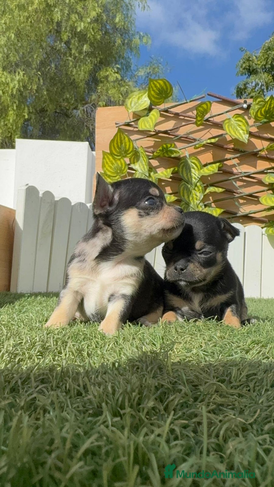 Chihuahua perros en venta: CHIHUAHUA-OJOS AZULES - Imagen 16
