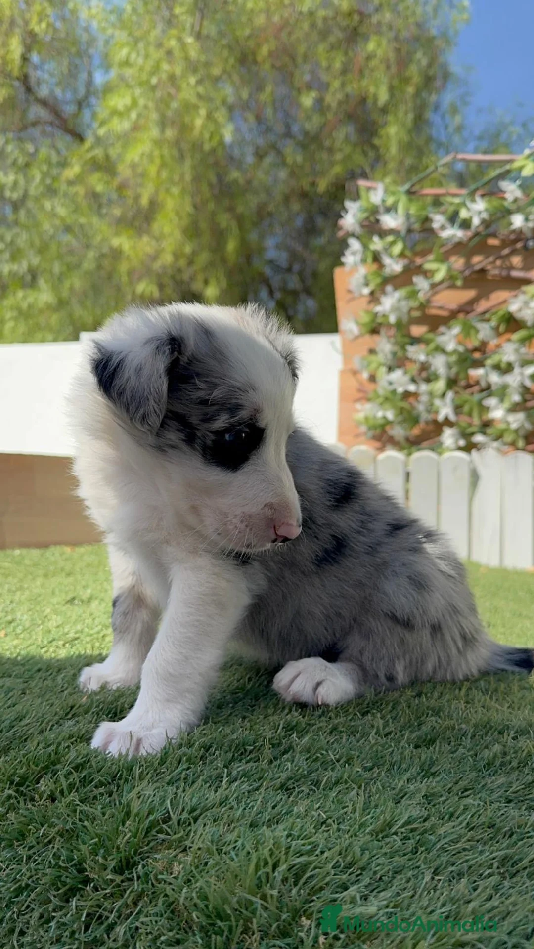 Border Collie perros en venta: BORDER COLLIE MERLE - MACHOS - Anuncio 22