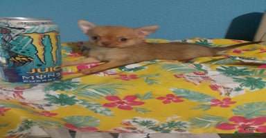 Chihuahua perros - Anuncio 6