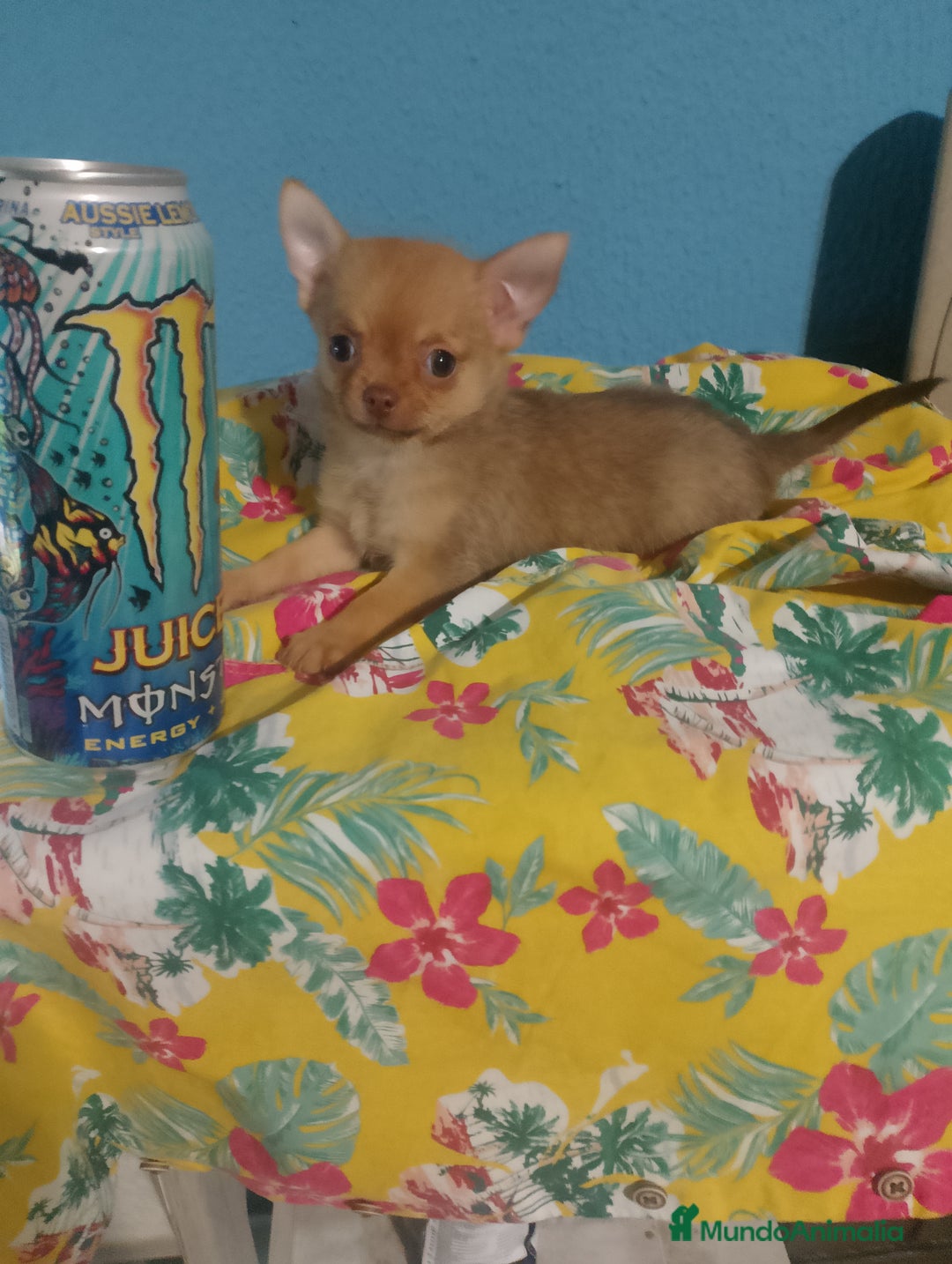 Chihuahua perros en venta: Última hembra de pomchi - Imagen 2