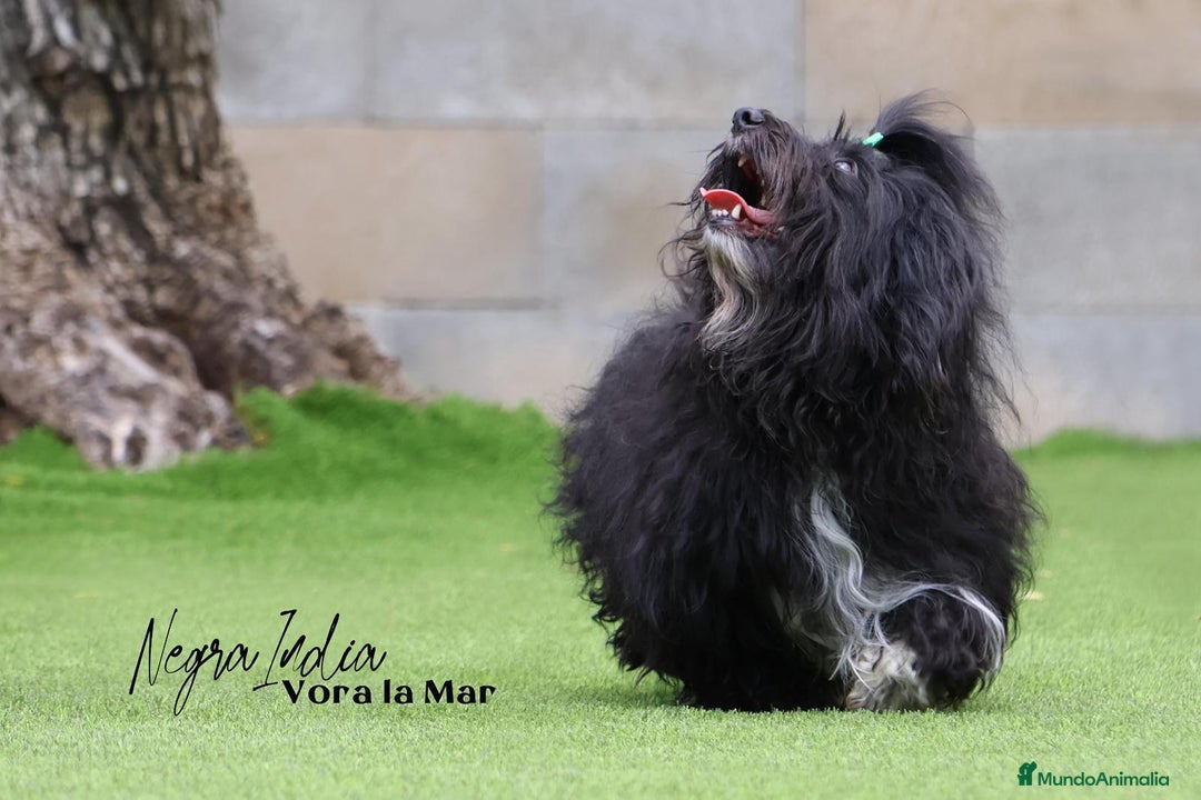 Bichón Habanero perros en venta: Camada de los Reyes Magos - Anuncio 8