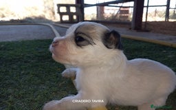 Perro Crestado Chino perros en venta: Crestados Cinos. - Imagen 1