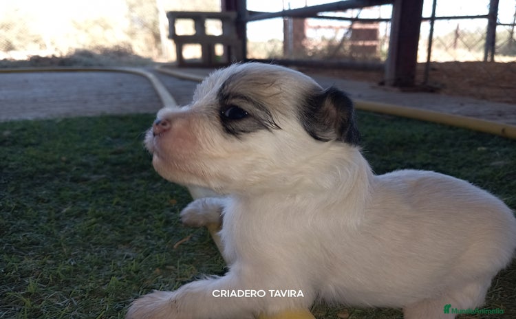Perro Crestado Chino perros - Anuncio 2