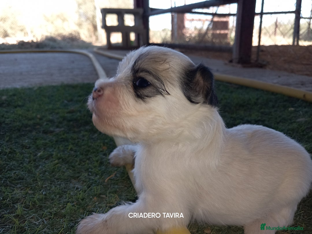 Perro Crestado Chino perros en venta: Crestados Cinos. - Imagen 1