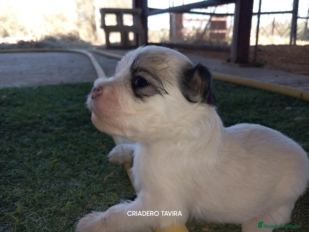 Perro Crestado Chino perros en venta: Crestados Chinos. - Anuncio 1