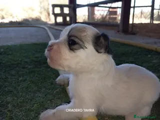 Perro Crestado Chino perros Crestados Chinos. - Anuncio 8