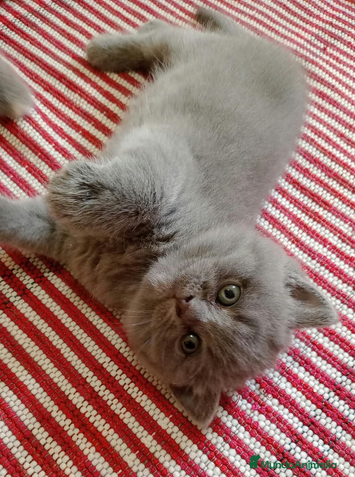 Británico de Pelo Corto Azul gatos Preciosos gatitos blues y tortugas - Anuncio 1