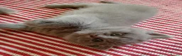Británico de Pelo Corto Azul gatos en venta: Preciosos gatitos blues y tortugas - Anuncio 1