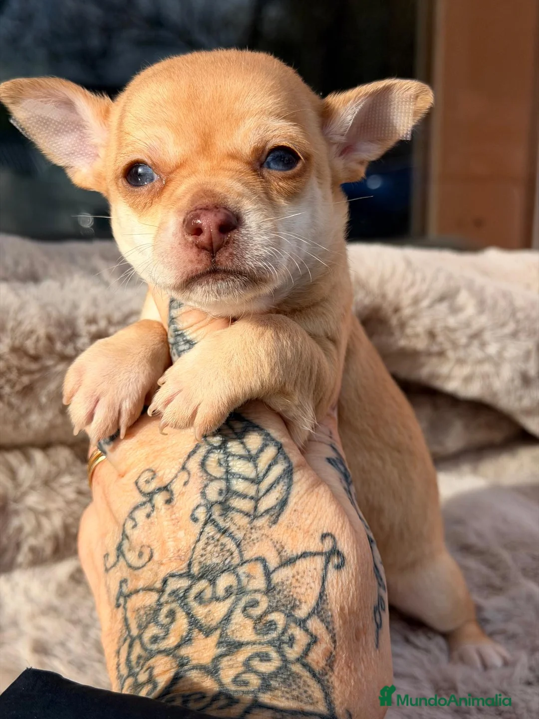 Chihuahua perros en venta: CHIHUAHUA CANELA - Anuncio 4