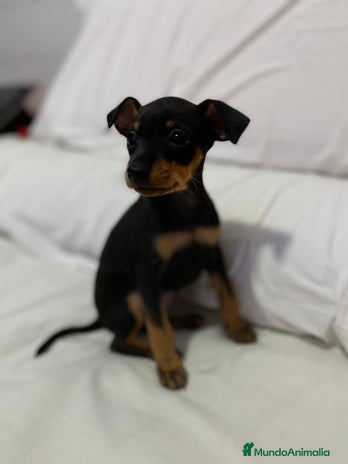 Pinscher Miniatura perros en Badajoz - Anuncio 4