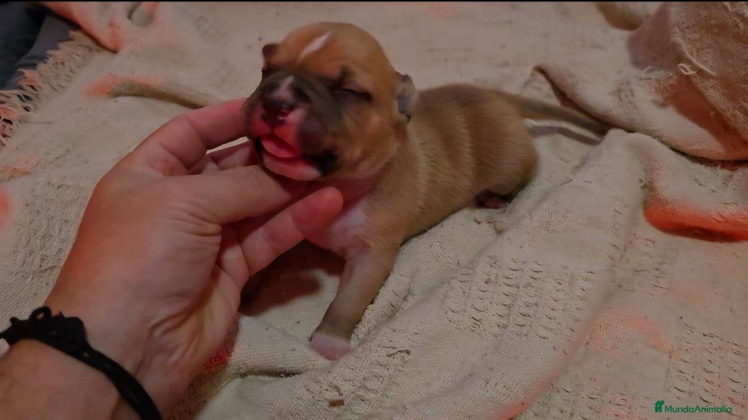 American Staffordshire-Terrier perros en venta: American Staffordshire Terrier  - Imagen 5