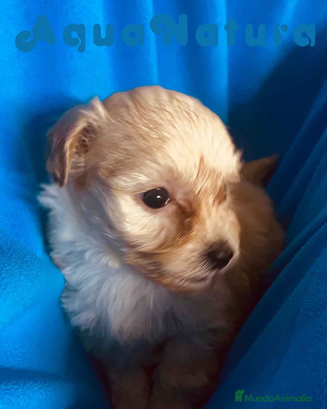 Maltipoo perros Maltipoo Macho de Malita y Alejo 6217- AQUANATURA  en Barcelona - Anuncio 9