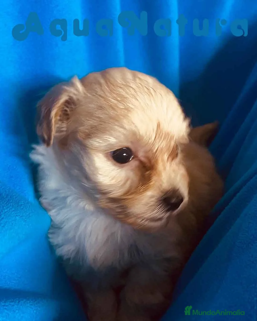 Maltipoo perros en venta: Maltipoo Macho de Malita y Alejo 6217- AQUANATURA  en Barcelona - Anuncio 1